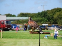 Holsworthy and Stratton Show Fun at the show