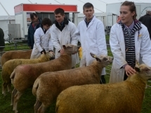 Holsworthy and Stratton Show Sheep