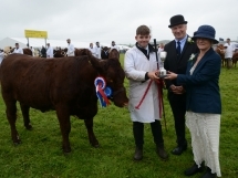 Holsworthy and Stratton Show Cattle 