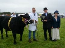 Holsworthy and Stratton Show Cattle 
