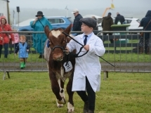 Holsworthy and Stratton Show Cattle 